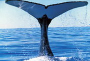 киты — гигантское зрелище