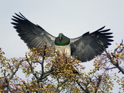 Новозеландский голубь