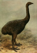 Ископаемые животные Новой Зеландии